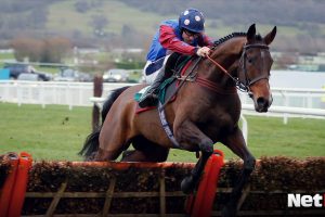 Paisley Park vs Thyme Hill best horse racing odds Cheltenham